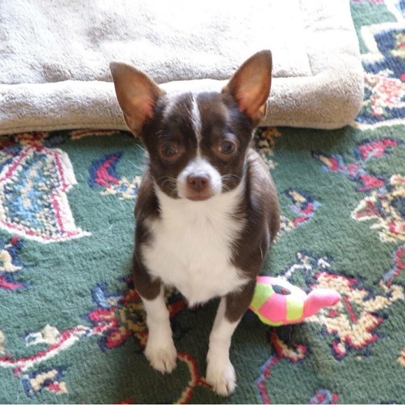 Meet your Posher, Jackie - Picture 3 of 3